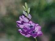 Ixia polystachya Pink